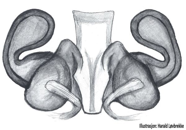 Datei:Pardosa bifasciata vulva dorsalt HLovbrekke.jpg