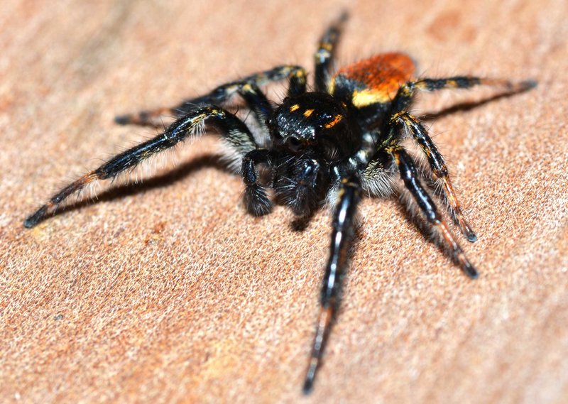 Datei:C.xanthogramma canu sard3.jpg