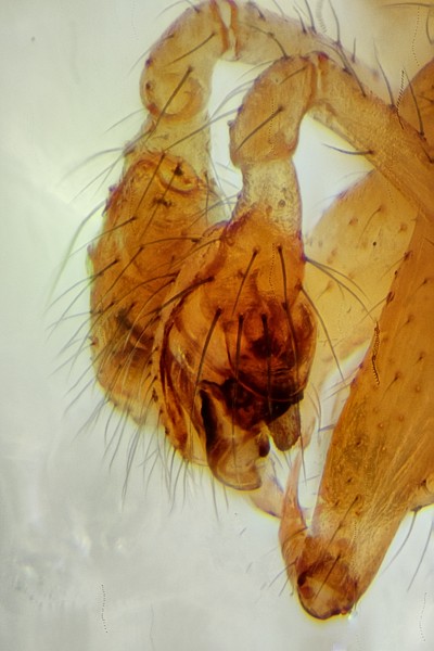 Datei:Rugathodes instabilis 23072015 NSG Pantener Moorweiher PL.jpg