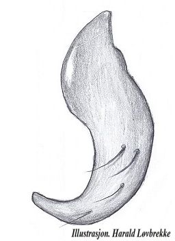 Datei:Ceratinella brevis paracymbium HLovbrekke.jpg