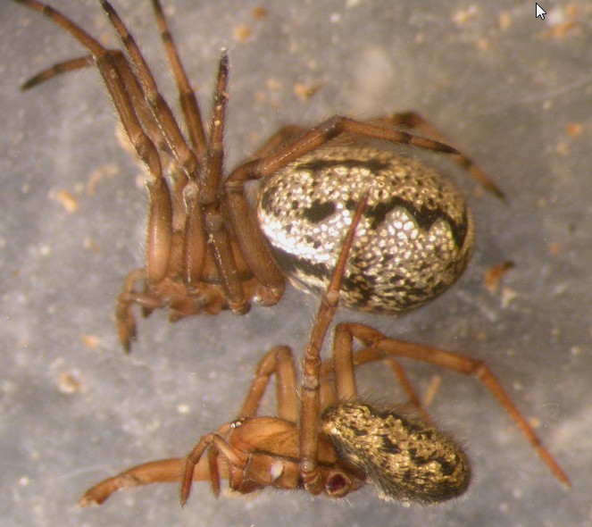Datei:Enoplognatha serratosignata Vågå 26.09.2013 subadult-w oben altes-w unten AFjelleberg.jpg