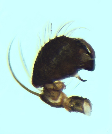Datei:Hypsosinga albovittata m pp2 2,46mm unterStein SaoMarcosDaSerra Portugal 6Mai12 POger.jpg