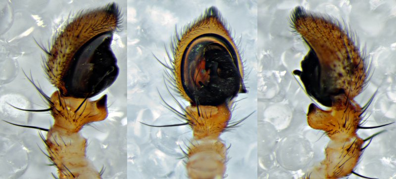 Datei:Xysticus lanio m 2013-05-10 WesloaerWald pedi links.jpg