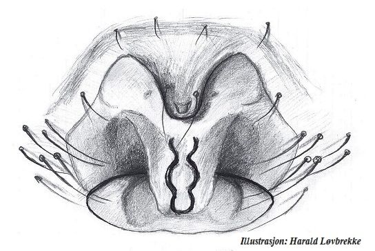 Datei:Scotinotylus clavatus epigyn HLovbrekke.jpg