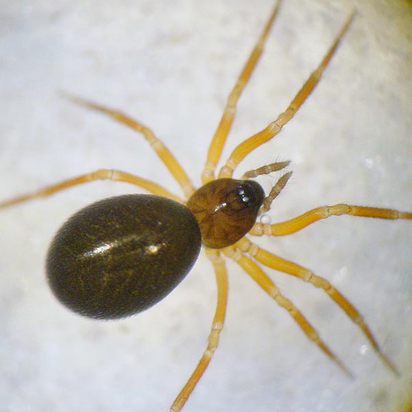 Datei:Agyneta conigera f 1024.jpg