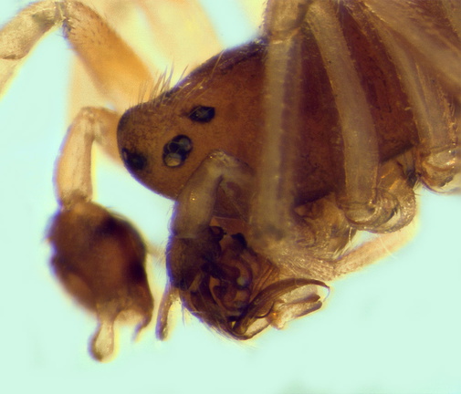 Datei:Araeoncus vaporariorum m fr 2,05mm FR POger.jpg