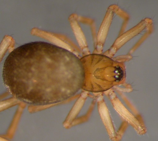 Datei:Centromerus semiater w do 1,7mm Fiskumvannet AF-2010.04.7 AFjellberg.jpg