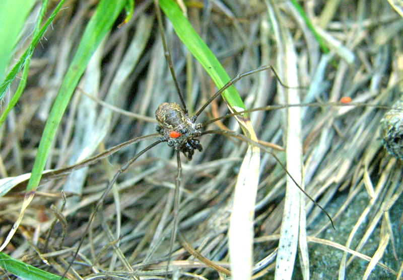 Dasylobus Wiki der Arachnologischen Gesellschaft e. V.
