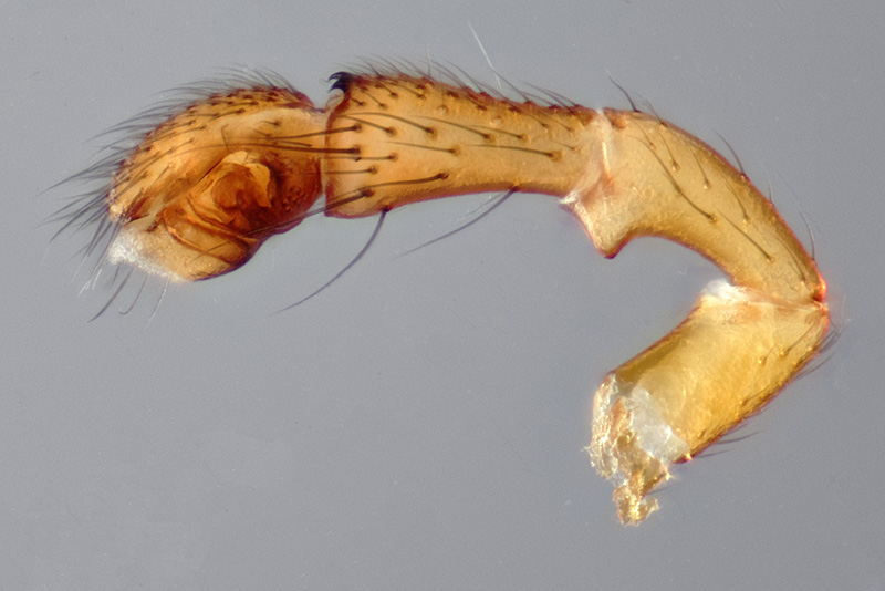 Datei:Donacochara speciosa NSG Lauenburger Elbvorland LP.jpg