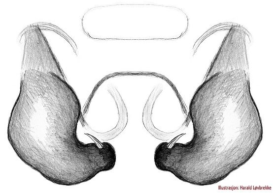 Datei:Ozyptila brevipes vulva do HLovbrekke.jpg