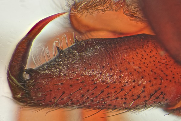 Datei:Drassodes cupreus 18.05.2015 Bliestorfer Heide BF Chelizeren.jpg