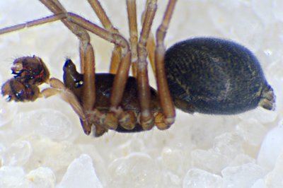 Savignia frontata m lat.jpg