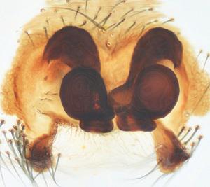 Datei:Steatoda albomaculata w vulva CausseMejean WOertel.jpg