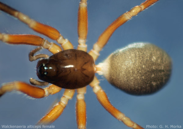 Datei:Walckenaeria alticeps female habitus 600 GHMorka.jpg