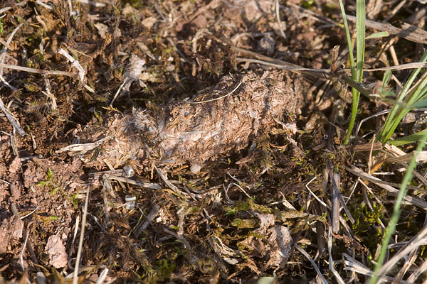 Datei:Atypus-muralis Schwellenburg 11-09 01.jpg