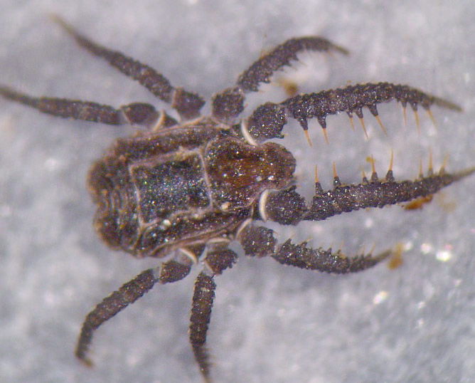Datei:Caeculus 1.jpg