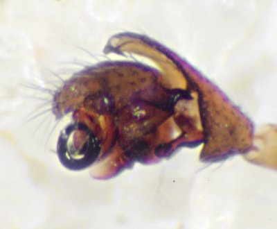 Datei:Dicybium tibiale pedileft.jpg