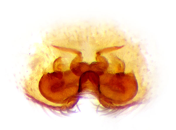 Datei:Sitticus distinguendus Vulva Schaefer.jpg