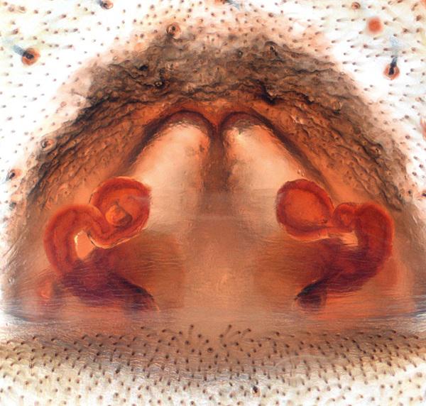 Datei:Arctosa similis Vulva Oertel.jpg