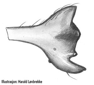 Datei:Erigone capra palpentibia prolateral HLovbrekke.jpg
