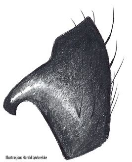 Datei:Heliophanus dubius tibialapophyse HLovbrekke.jpg