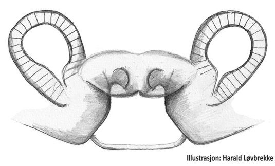 Datei:Mecynargus borealis vulva ventralt HLovbrekke.jpg