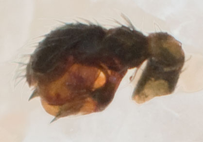 Datei:Palliduphantes ericaeus m pp MHohner.jpg