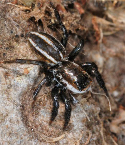 Datei:Phlegra bresnieri male NI4559.jpg