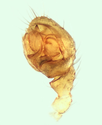 Datei:Canariphantes zonatus pp1 PortLaNouvelle FR 6Apr95 POger.jpg