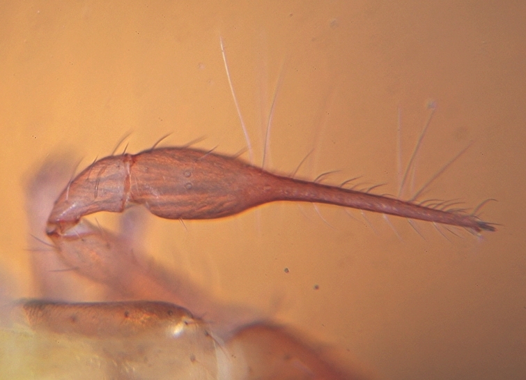 Datei:Chthonius heterodactylus schere1.jpg
