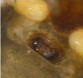 Datei:Hylyphantes graminicola w epigyne leg MLemke AStaudt.jpg