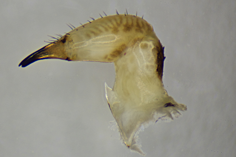 Datei:Lacinius dentiger female 2018-10-04-19.20.58 ZS PMaxPS.jpg