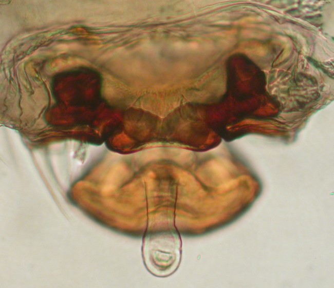 Datei:Mughiphantes suffus Vulva dorsal 12.081 AFjellberg.jpg