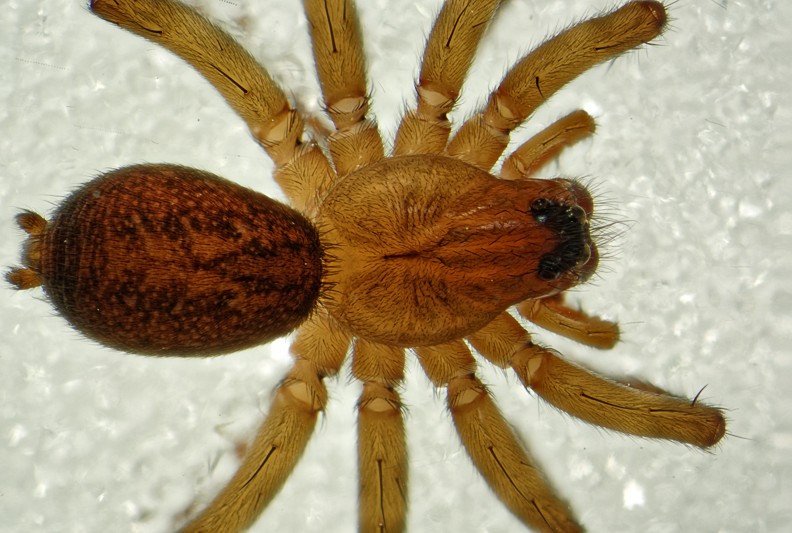 Datei:Pirata uliginosus Bliestorfer Wald 28.06.15 fem dorsal.jpg