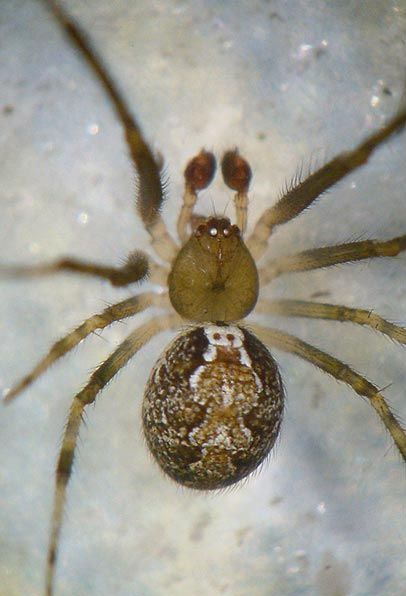 Datei:Theridion pinastri m 3 1024.jpg