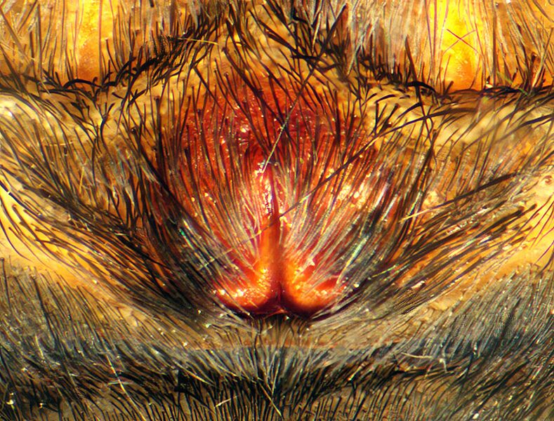 Datei:Alopecosa inquilina.jpg