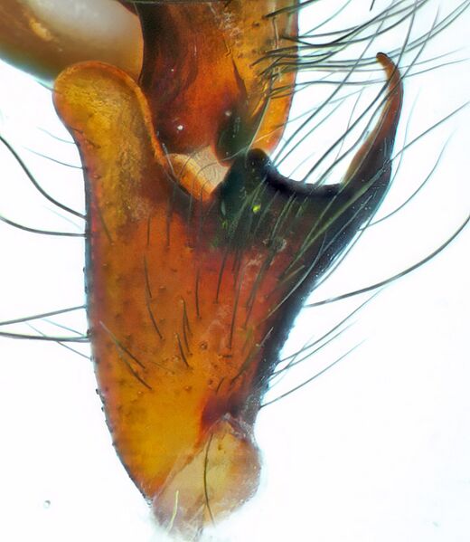 Datei:Amaurobius similis Apo.jpg