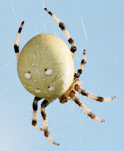 Araneus quadratus gruen Scharfy.jpg