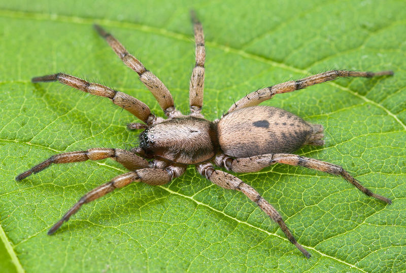 Datei:Macarophaeus-varius Teneriffa-Anaga-Grad 15-06 01-female-gross.jpg