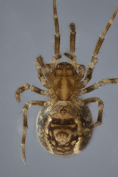 Datei:Microdipoena jobi-2018-05-13 BG Arkutino-f ventral.jpg