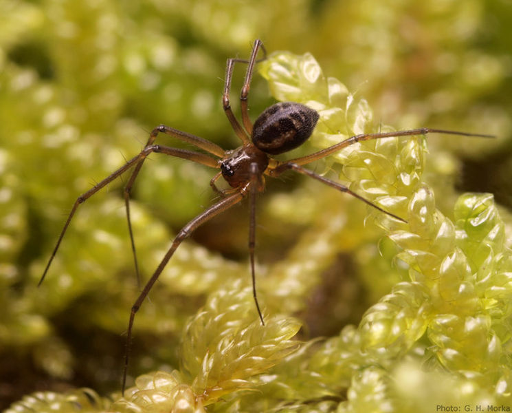 Datei:P1017750 Abiskoa abiskoensis 800.jpg