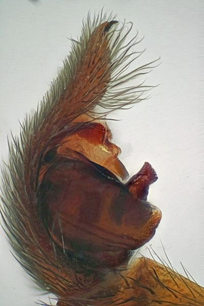 Datei:Pardosa ferruginea m pedi2 JGuttenberger.jpg