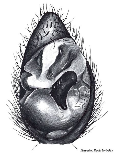 Datei:Pardosa purbeckensis palp under HLovbrekke.jpg