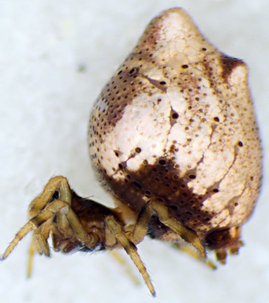 Datei:Phorocidia paradoxa fem lateral.jpg