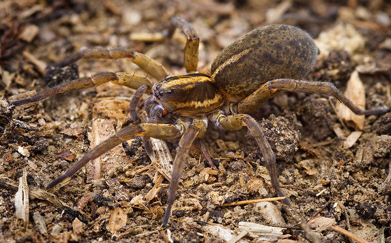 Datei:Trochosa-robusta Ettersberg 15-05 03-female.jpg