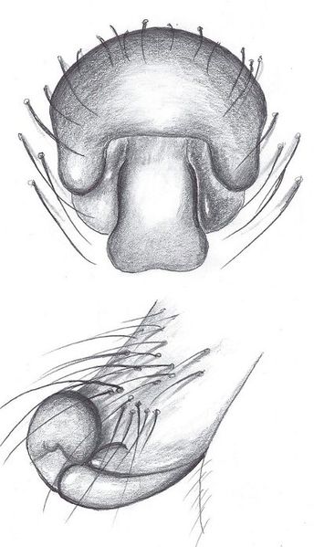 Datei:Abiskoa abiskoensis epigyne HLoevbrekke.jpg