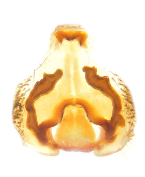 Datei:Acantholycosa lignaria female A2671 PN3324.jpg