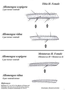Allomengea vidua A scopigera female Bein II HLovbrekke.jpg