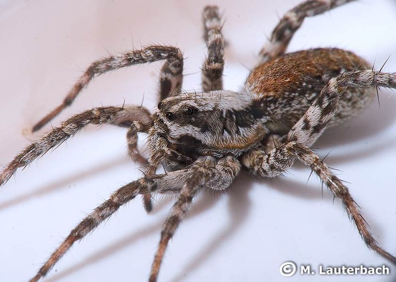 Datei:Alopecosa cursor 5 1024.jpg