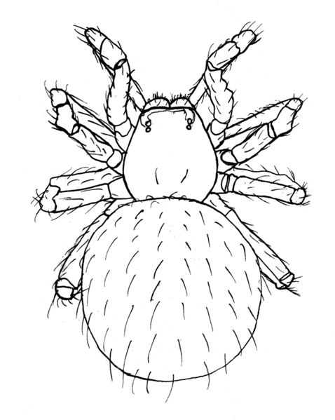 Datei:Anapistula ataecina female 1.jpg